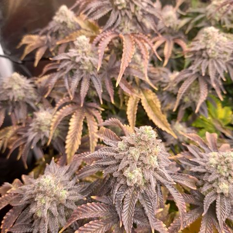 Gorilla Sherbet  growlog timeline photo