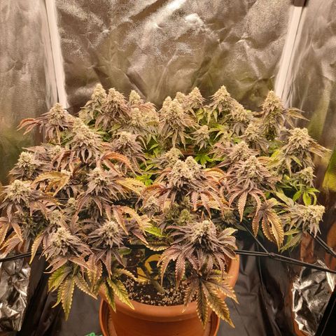 Gorilla Sherbet  growlog timeline photo
