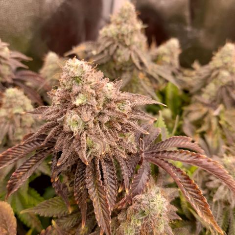 Gorilla Sherbet  growlog timeline photo