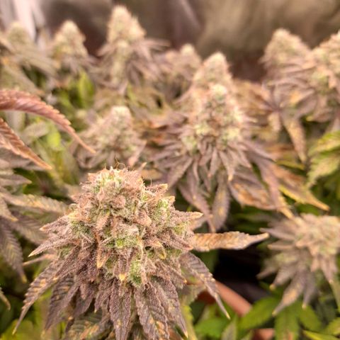 Gorilla Sherbet  growlog timeline photo