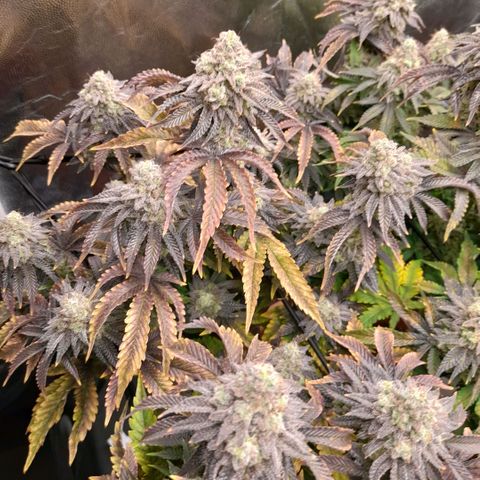 Gorilla Sherbet  growlog timeline photo