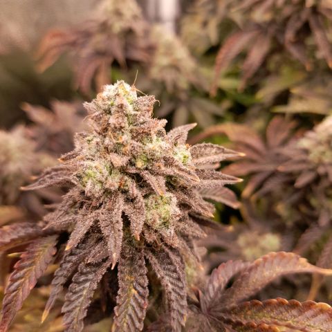 Gorilla Sherbet  growlog timeline photo