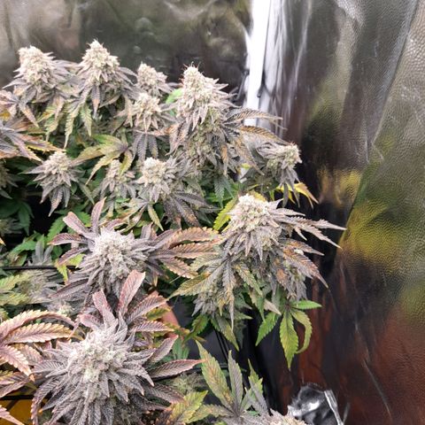 Gorilla Sherbet  growlog timeline photo