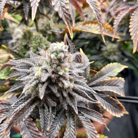 Gorilla Sherbet  growlog timeline photo