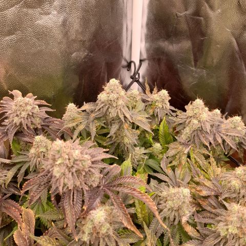 Gorilla Sherbet  growlog timeline photo