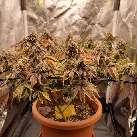 Gorilla Sherbet  growlog timeline photo