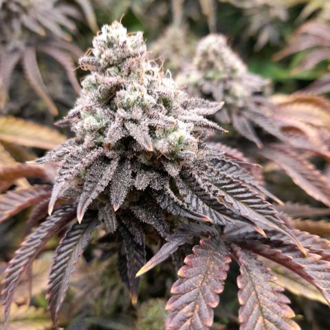 Gorilla Sherbet  growlog timeline photo