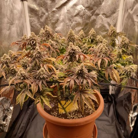 Gorilla Sherbet  growlog timeline photo