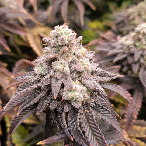 Gorilla Sherbet  growlog timeline photo