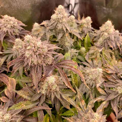 Gorilla Sherbet  growlog timeline photo