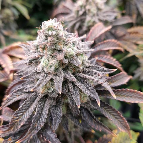 Gorilla Sherbet  growlog timeline photo