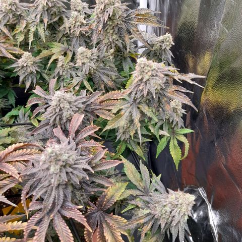 Gorilla Sherbet  growlog timeline photo