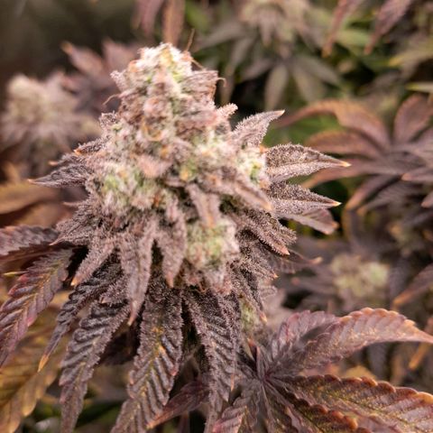 Gorilla Sherbet  growlog timeline photo