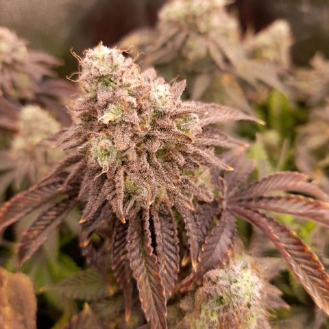 Gorilla Sherbet  growlog timeline photo