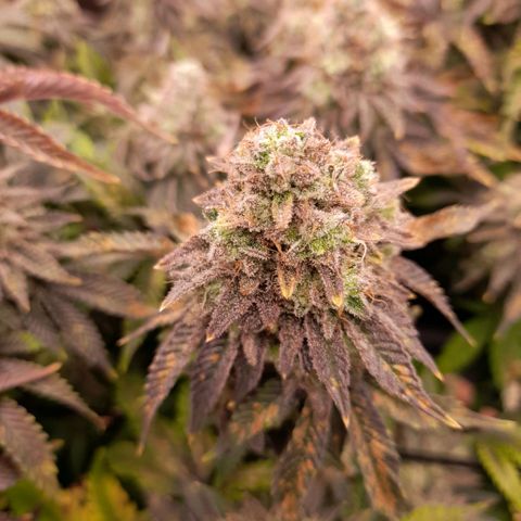 Gorilla Sherbet  growlog timeline photo