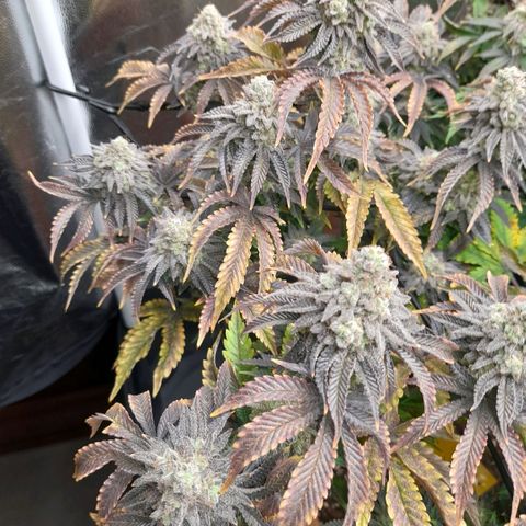Gorilla Sherbet  growlog timeline photo
