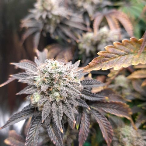 Gorilla Sherbet  growlog timeline photo