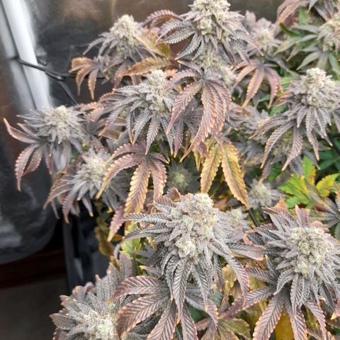 Gorilla Sherbet  growlog timeline photo