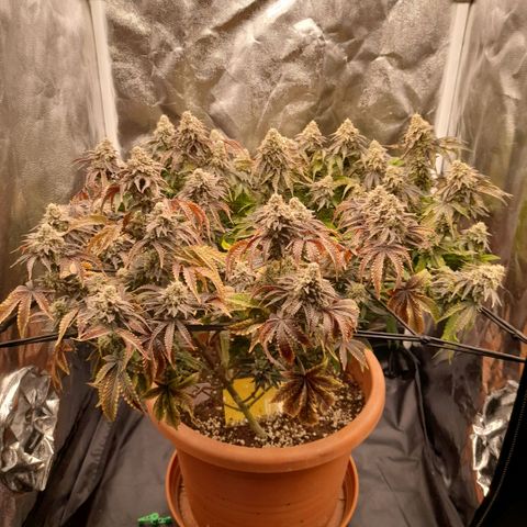 Gorilla Sherbet  growlog timeline photo