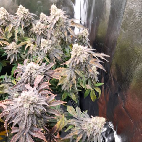 Gorilla Sherbet  growlog timeline photo