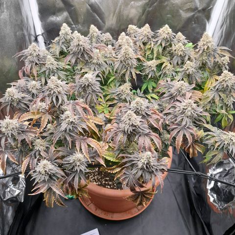 Gorilla Sherbet  growlog timeline photo