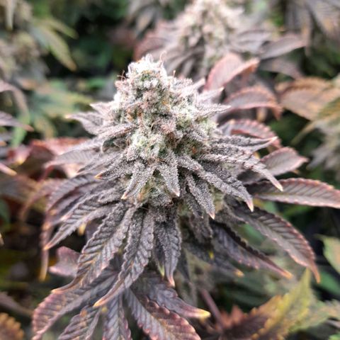 Gorilla Sherbet  growlog timeline photo