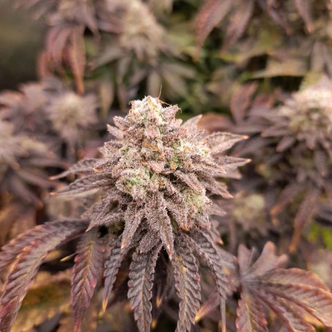 Gorilla Sherbet  growlog timeline photo