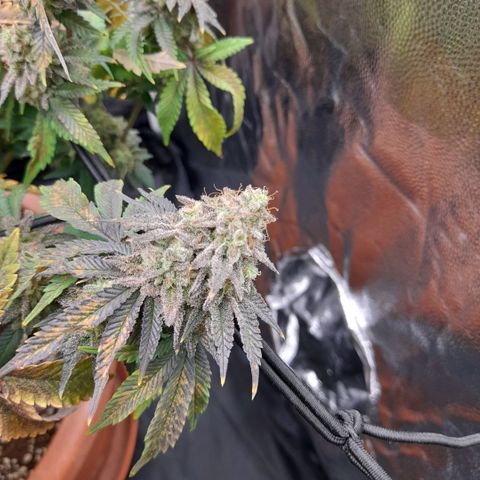 Gorilla Sherbet  growlog timeline photo