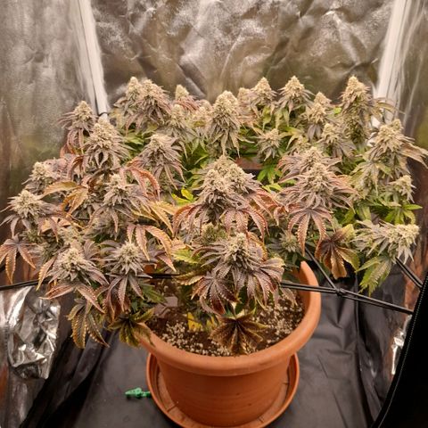 Gorilla Sherbet  growlog timeline photo