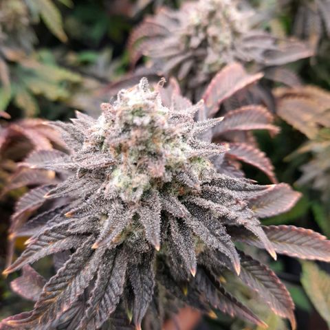 Gorilla Sherbet  growlog timeline photo