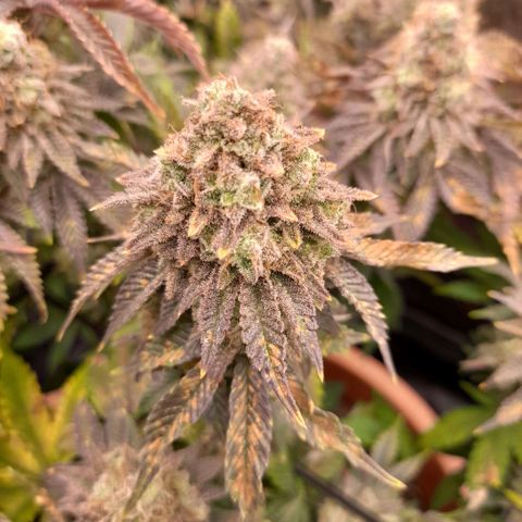 Gorilla Sherbet  growlog timeline photo