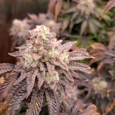 Gorilla Sherbet  growlog timeline photo