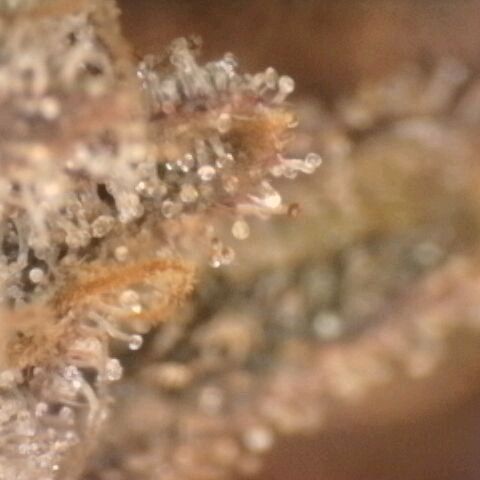 Gorilla Sherbet  growlog timeline photo