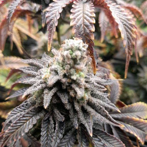 Gorilla Sherbet  growlog timeline photo