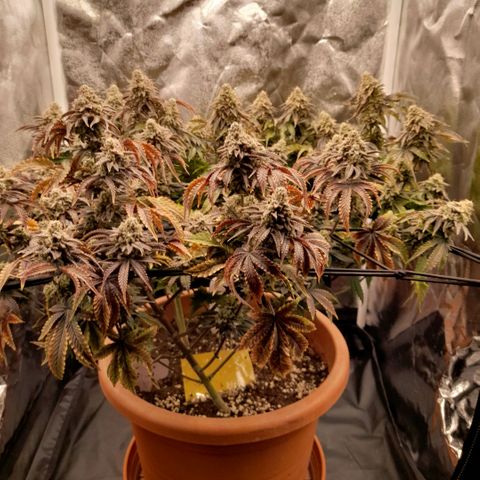 Gorilla Sherbet  growlog timeline photo