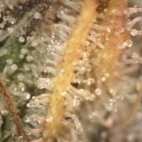 Gorilla Sherbet  growlog timeline photo