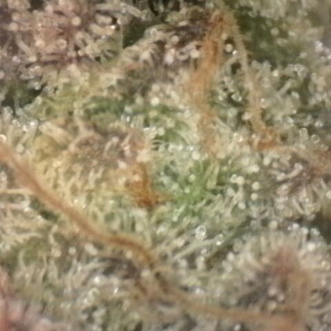 Gorilla Sherbet  growlog timeline photo