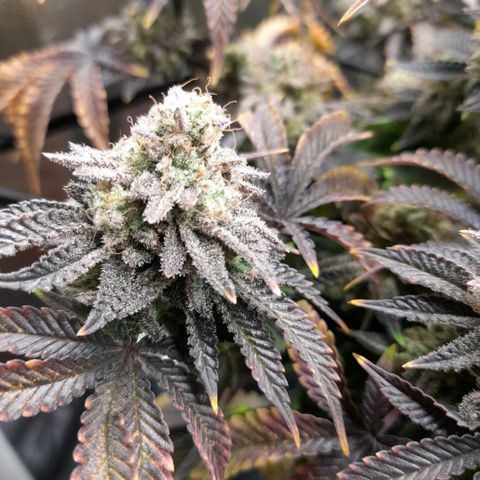 Gorilla Sherbet  growlog timeline photo