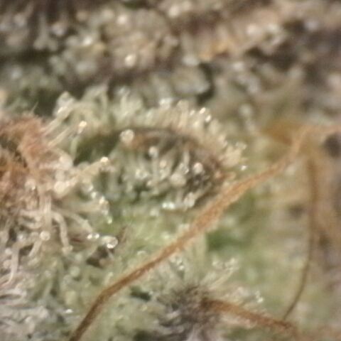 Gorilla Sherbet  growlog timeline photo