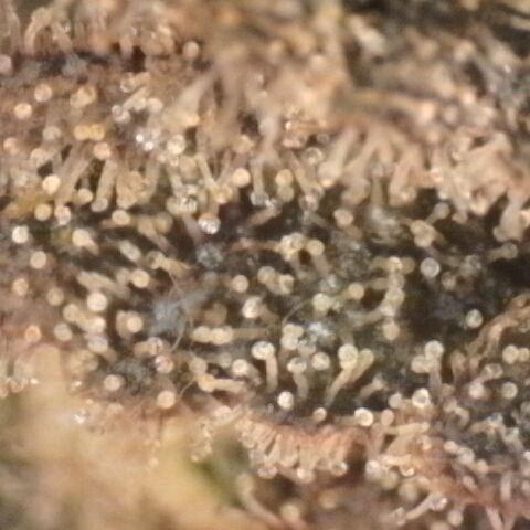 Gorilla Sherbet  growlog timeline photo