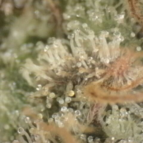 Gorilla Sherbet  growlog timeline photo