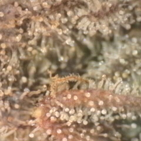 Gorilla Sherbet  growlog timeline photo