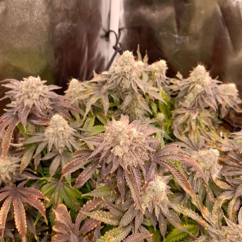 Gorilla Sherbet  growlog timeline photo
