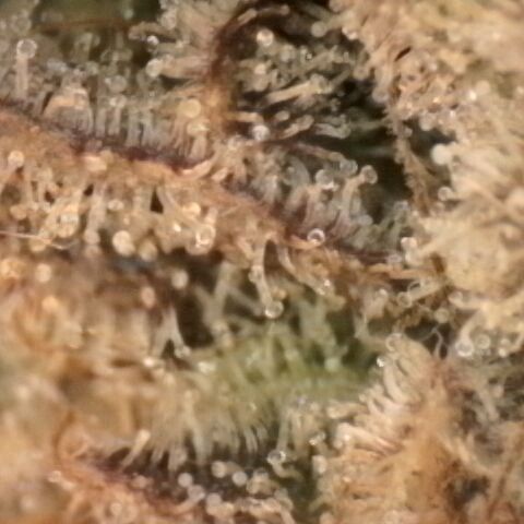 Gorilla Sherbet  growlog timeline photo