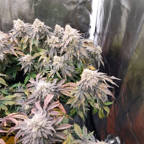 Gorilla Sherbet  growlog timeline photo