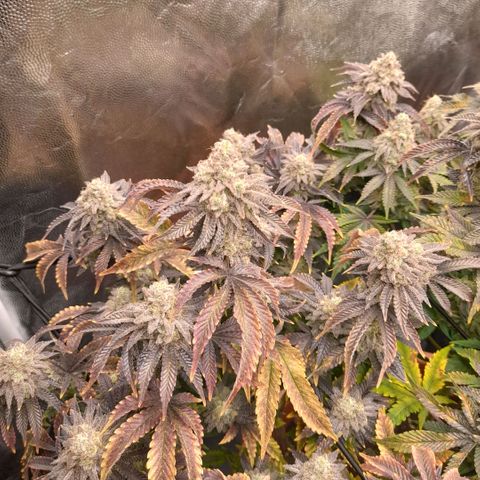 Gorilla Sherbet  growlog timeline photo