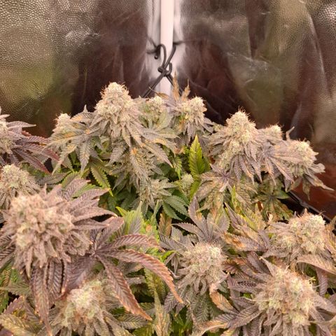 Gorilla Sherbet  growlog timeline photo