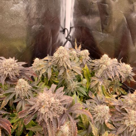 Gorilla Sherbet  growlog timeline photo