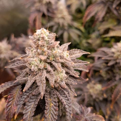 Gorilla Sherbet  growlog timeline photo