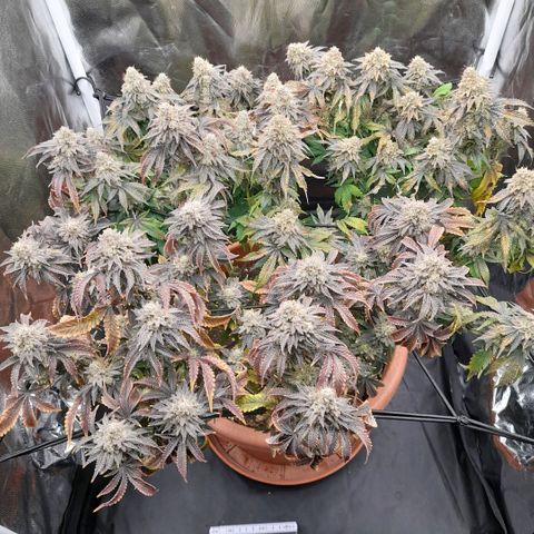 Gorilla Sherbet  growlog timeline photo